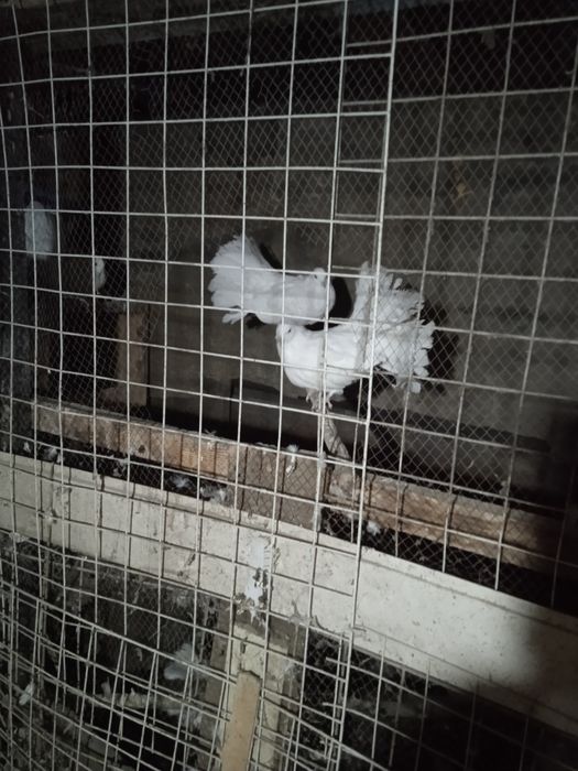 Голубы статные,,павлины,,