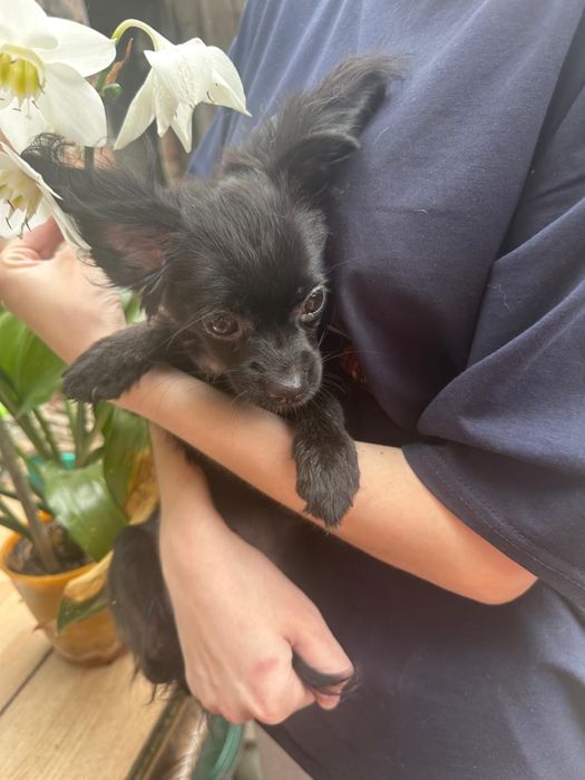 Щеночки чихухуа и папильон