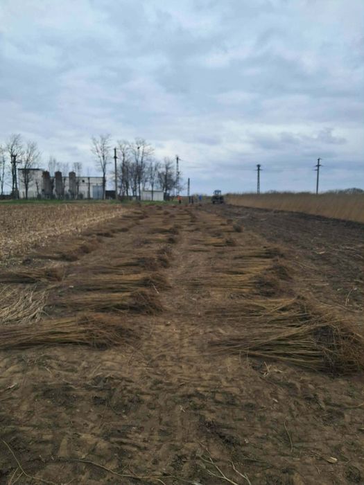 Puieți forestiere pentru ânpdurier cu prindere sută la sută salcâm