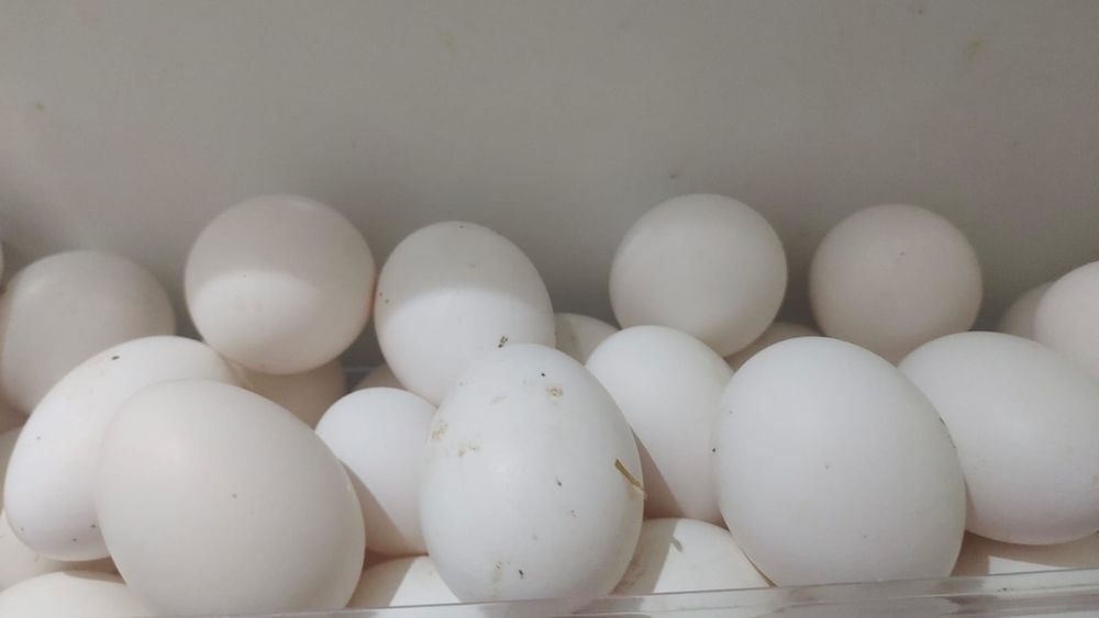 Куры несушки Актобе