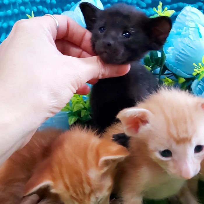Чистокровные ! ОРИЕНТАЛЬНЫЕ котята