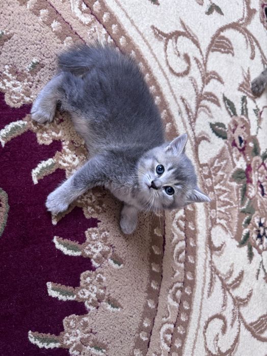 Продаются котята