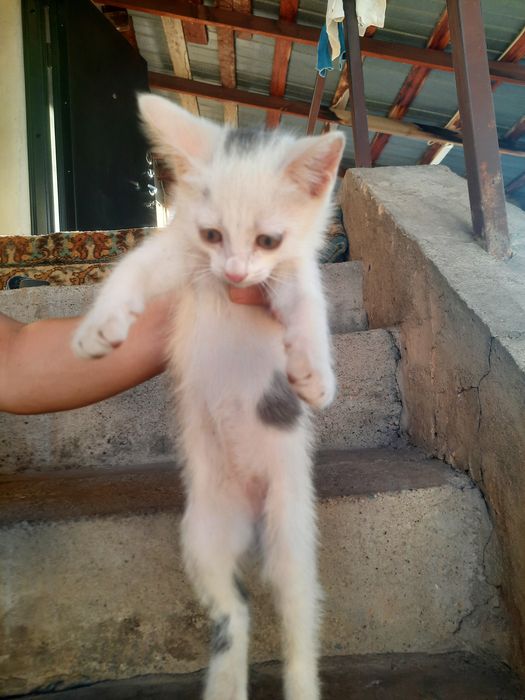 Отдадим котят в добрые руки