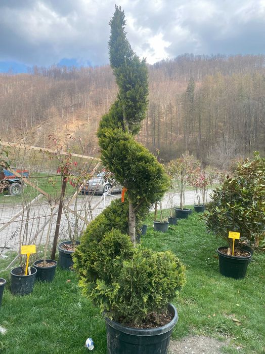 Plante Ornamentale pentru Gradini si Curti
