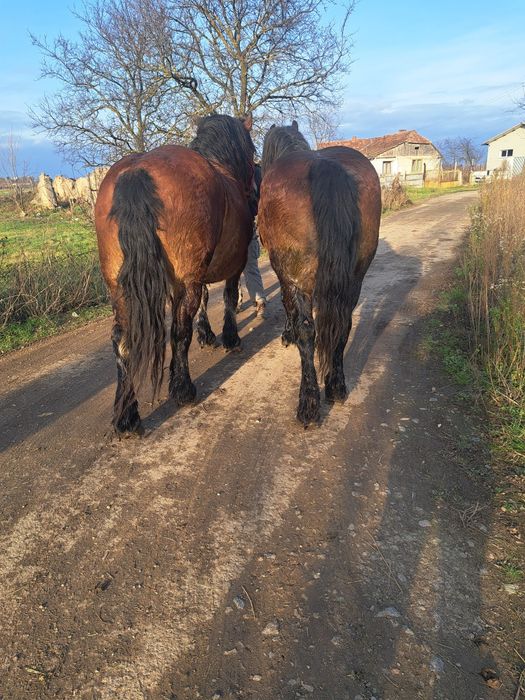 Iepe de vanzare pereche