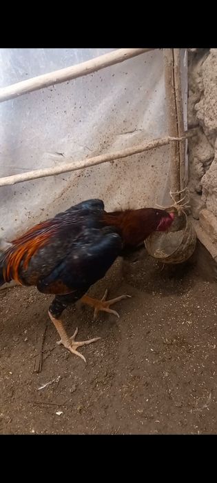 Яхши хорозлар  бор сотиладиган