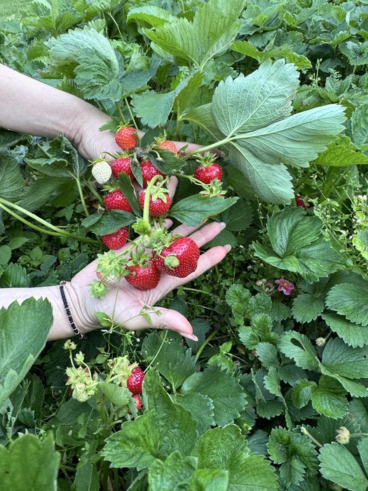Продам саженцы клубники