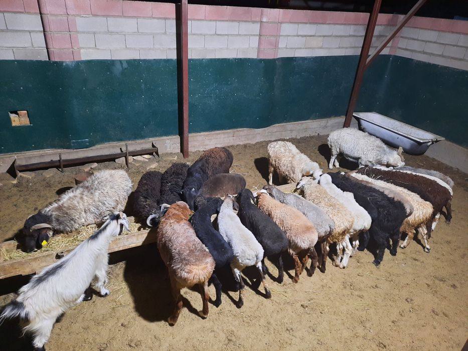 Кой токты тусак кошкар