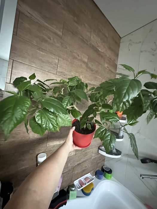 Сингониумы, шефлеры, бегонии, герани