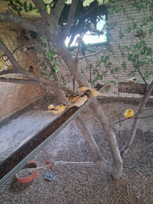 Vând canari care canta
