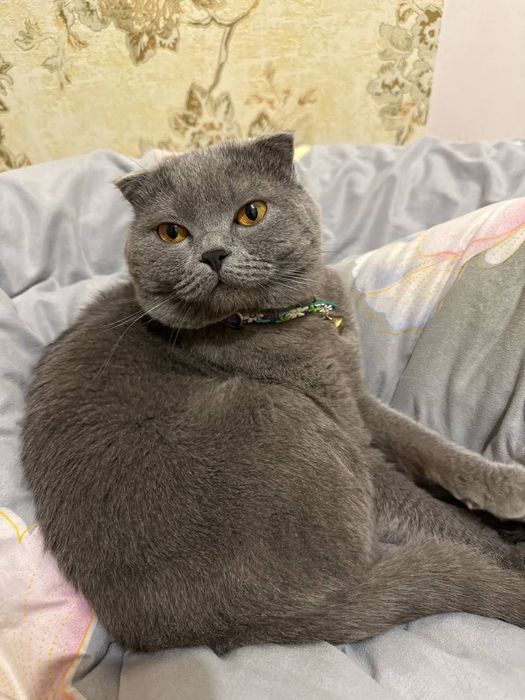 Вязка! Кот скотиш фолд (не продается)