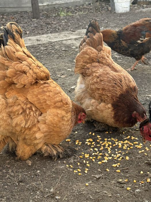 Продам кур брамы