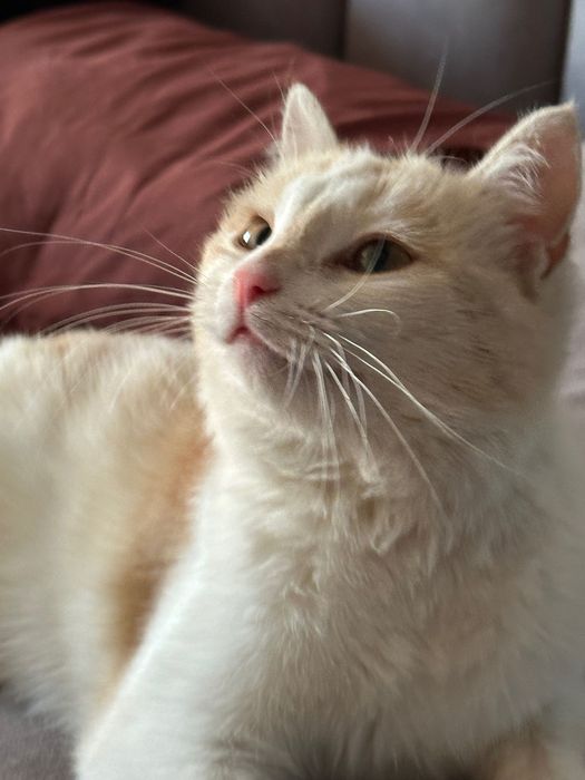 Отдам в добрые руки кошку девочку