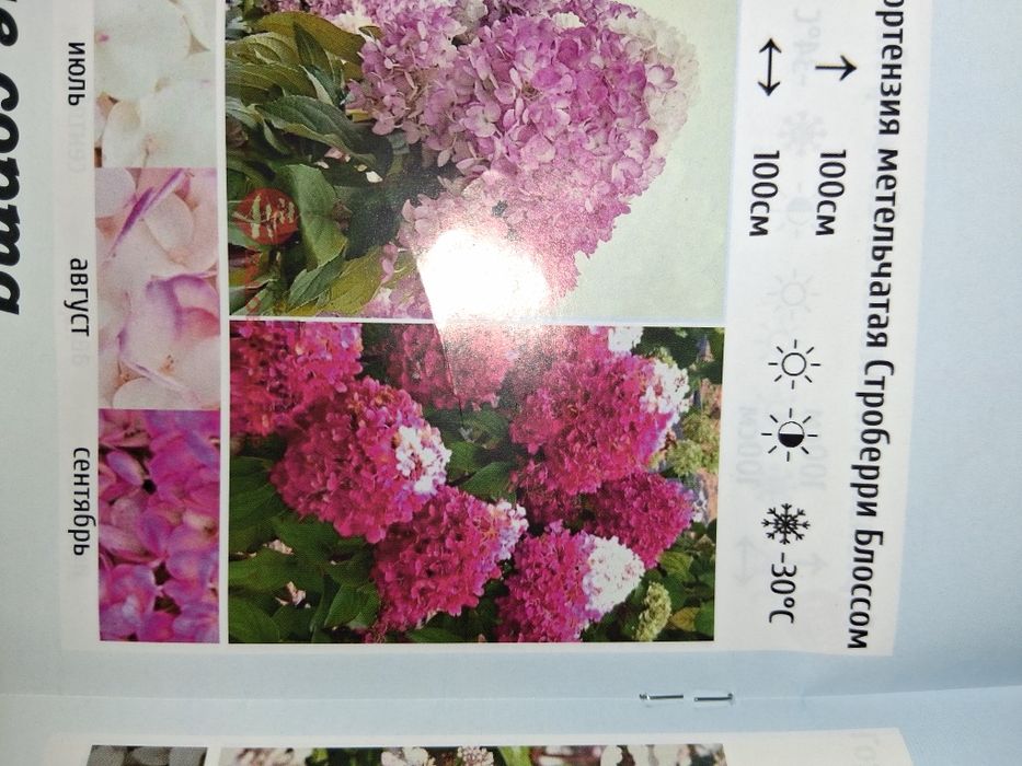Гортензии метельчатые. Лучшие сорта..