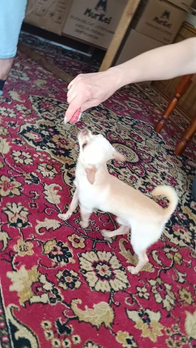 Вязка мини Чихуахуа