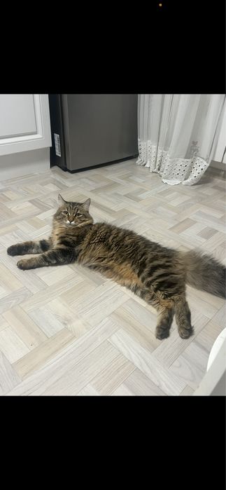 Отдам котенка в хорошие руки