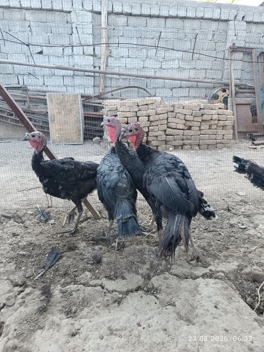 Куркалар сотилади 6 та.