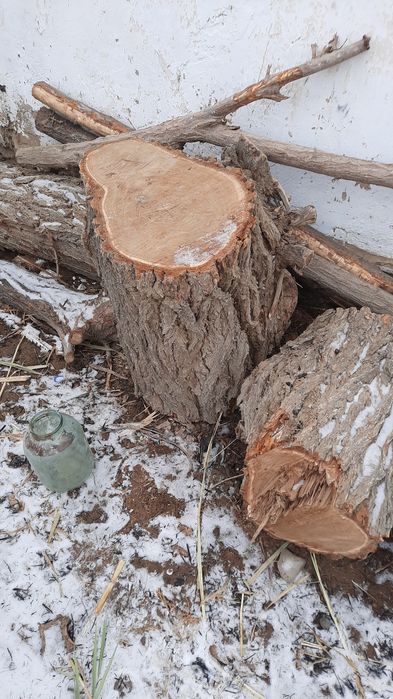 Ет шабатын қара ағаш жаңғырық