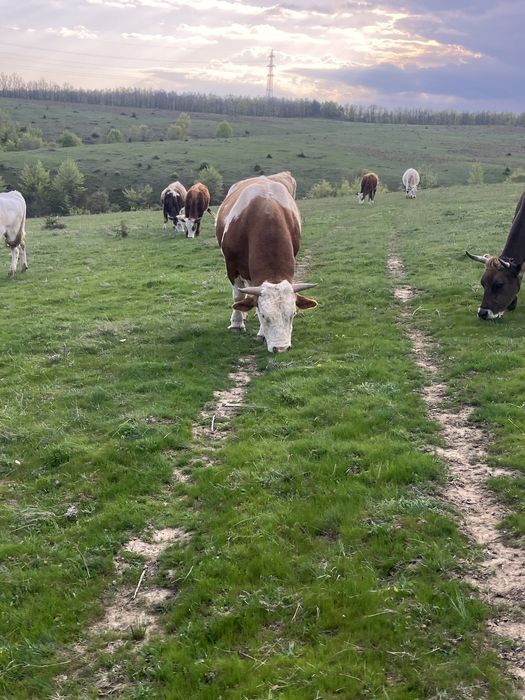 Taur de rasa de vânzare