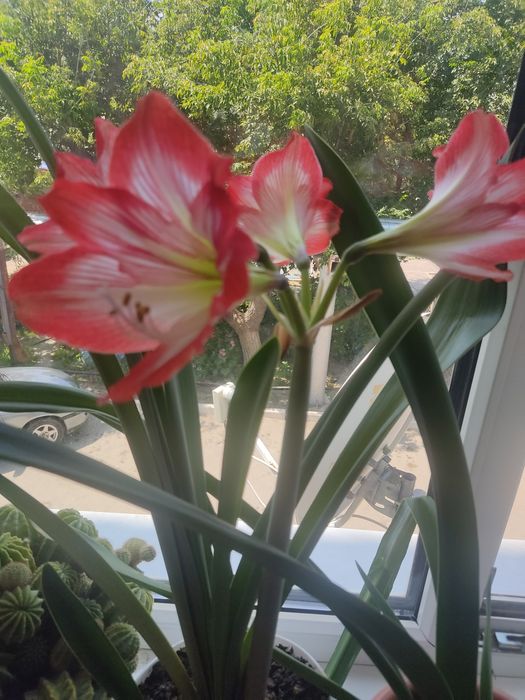 Продам цветочек.