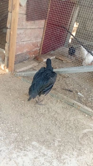 Корейскиий шамо макеон