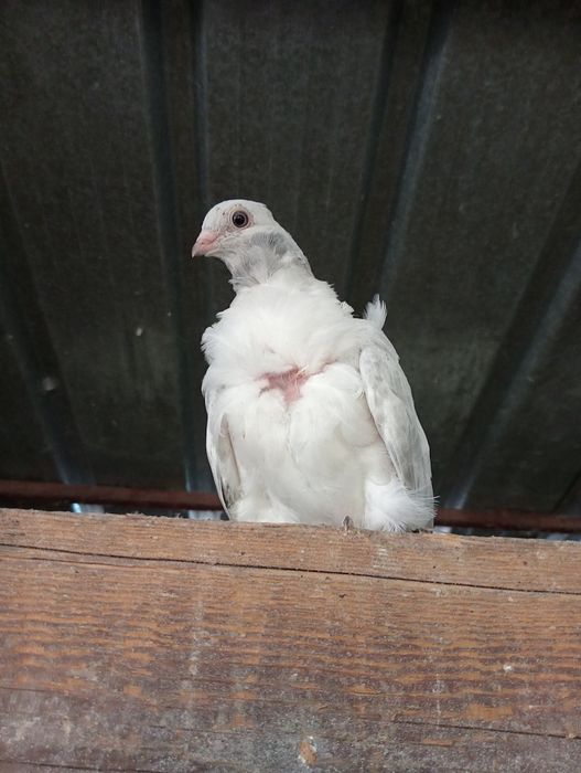 Продам чяек парами .