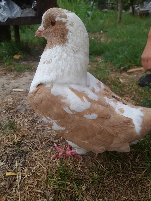 Pereche de kingi de vanzare