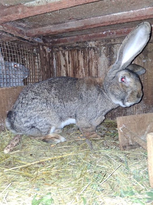 Vind 2 Mascul Urias German