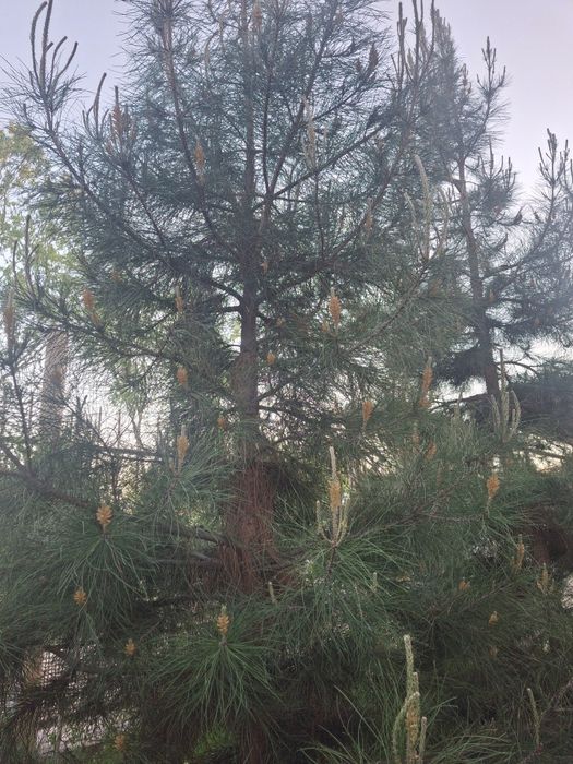 Елка восьмилетняя СОСНА