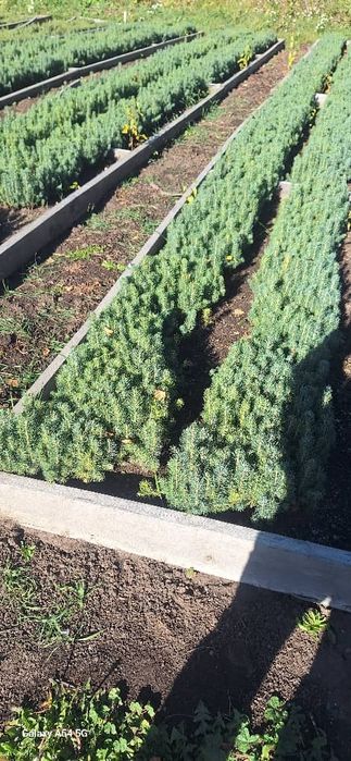 Сеянцы деревьев хвойных