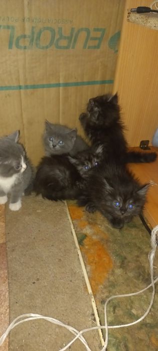Котята бесплатно