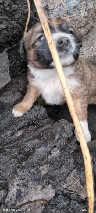 Отдам крепышов.Бесплатно.