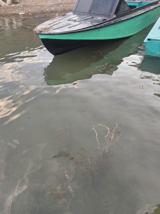 Катер Амур д.  .