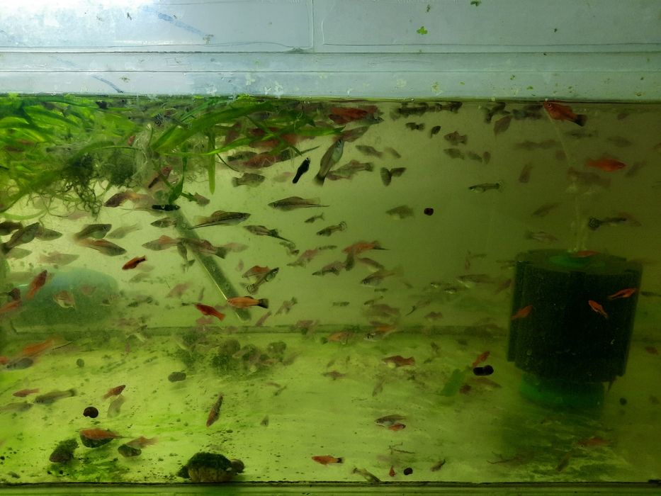 Меченосцы  аквариум  рыбки