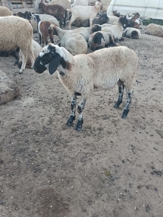 Vând oi și capre