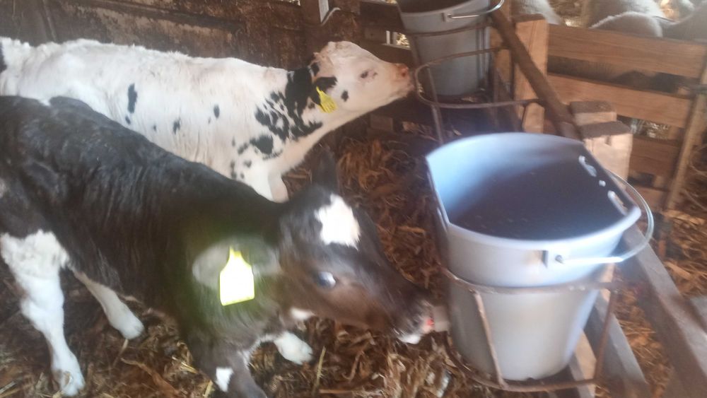 Vând doua vaci bune de lapte