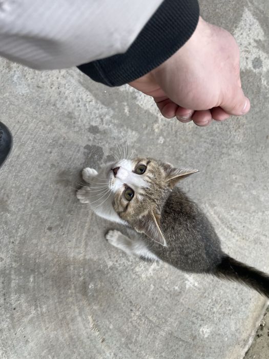 mushuk hadya qilinadi