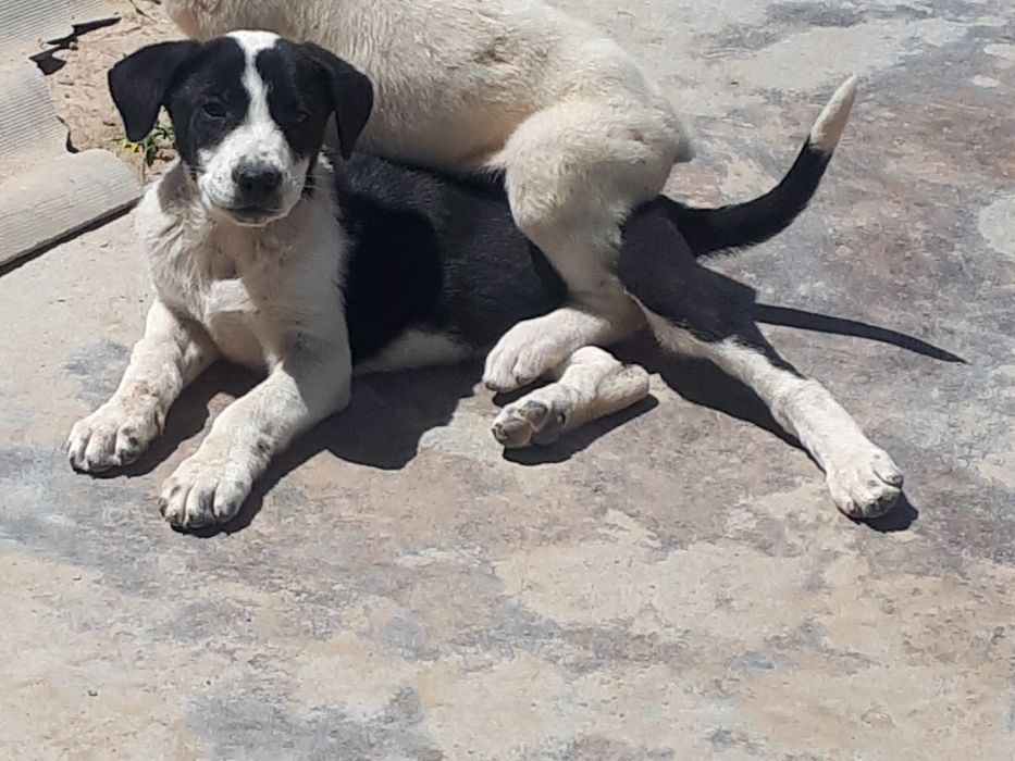 Alabay Алабай щенок