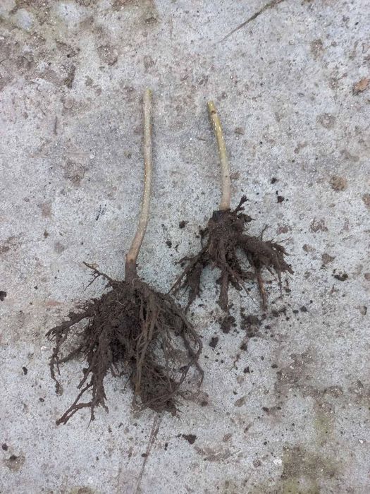 Пауловния фиданки Томентоса