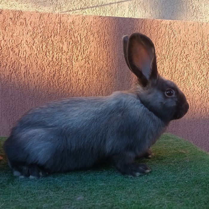 Iepurași secuiești, la super preț!!!