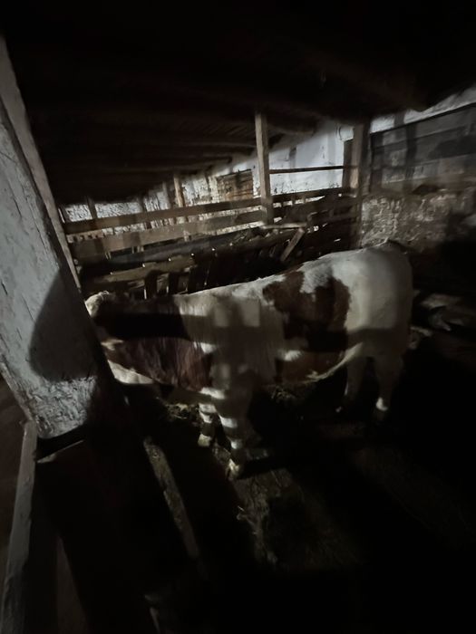 Vitel de baltată romanească 5 luni