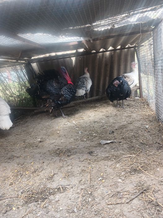 Птицы индюки и индюшки