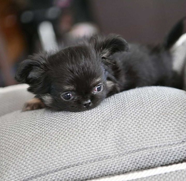 Женско миниатюрно дългокосместо чихуахуа черно с подпали