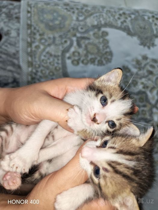 Мальчики 2 кочки