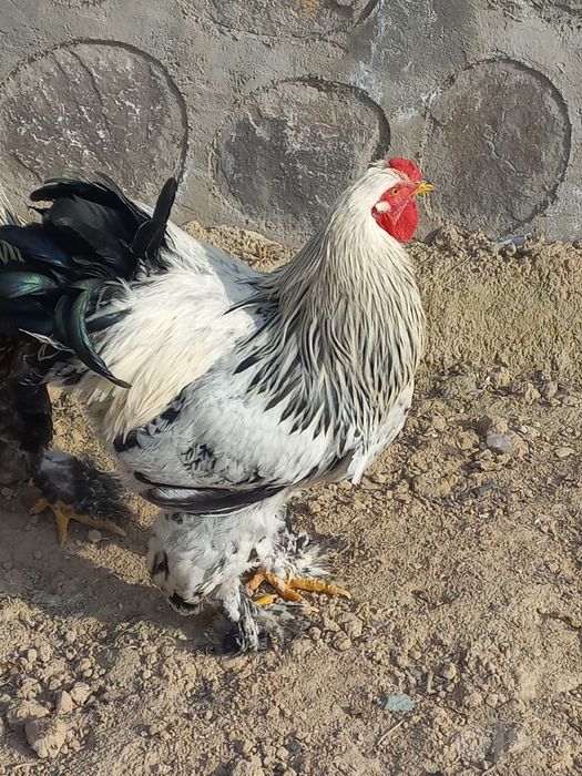 Brama xo'rozlar sotiladi