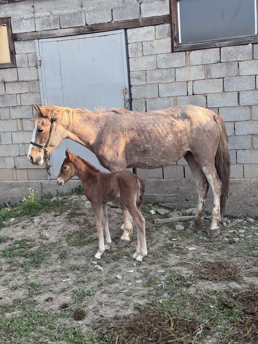 Құлынды бие сатылады