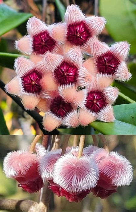 Hoya,  Lacrima Maicii Domnului