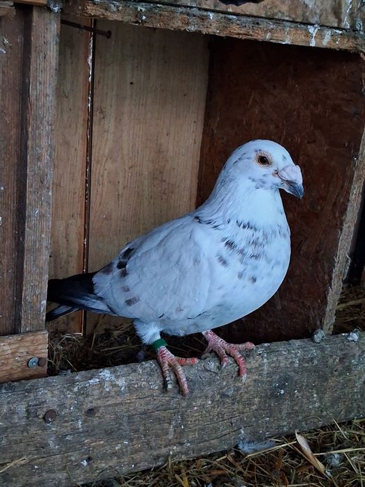 Porumbei de vanzare!