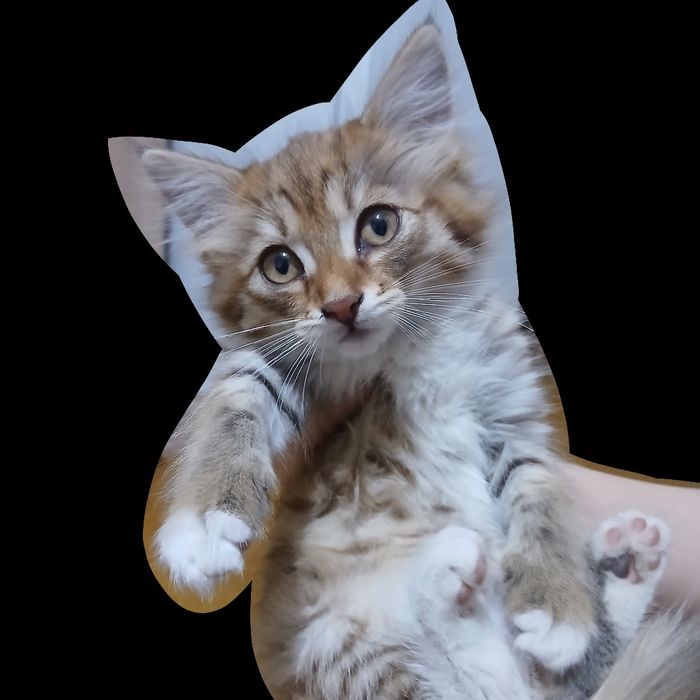 Отдаем котенка девочку БЕСПЛАТНО