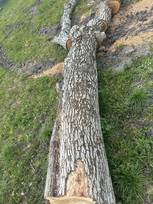 Vand lemn de nuc - trunchi